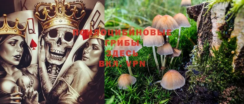 наркошоп  Прохладный  Галлюциногенные грибы Cubensis 